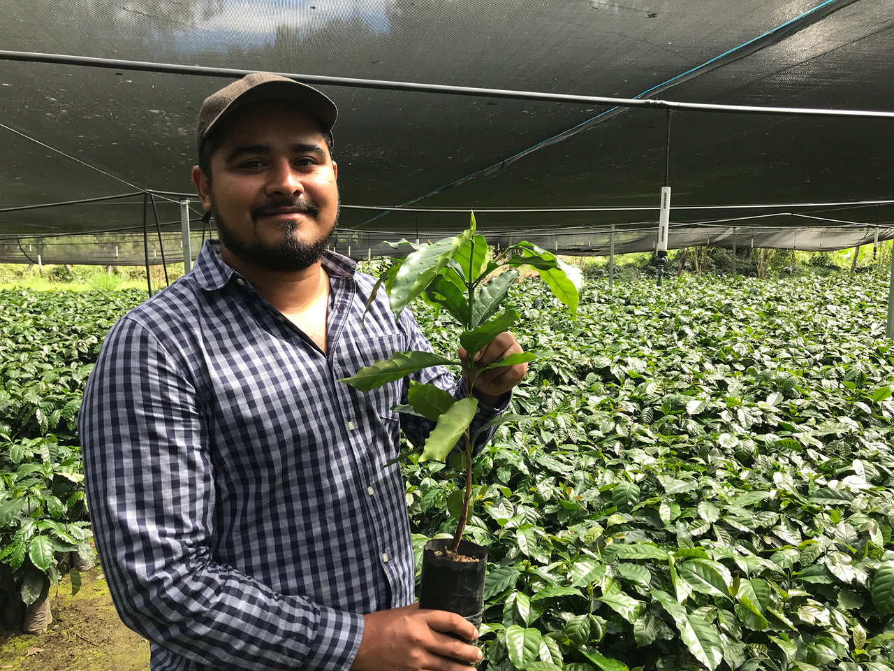 Happy coffee farmer with plant in Brazil for Cafe imports. Travel from your chair with coffee!