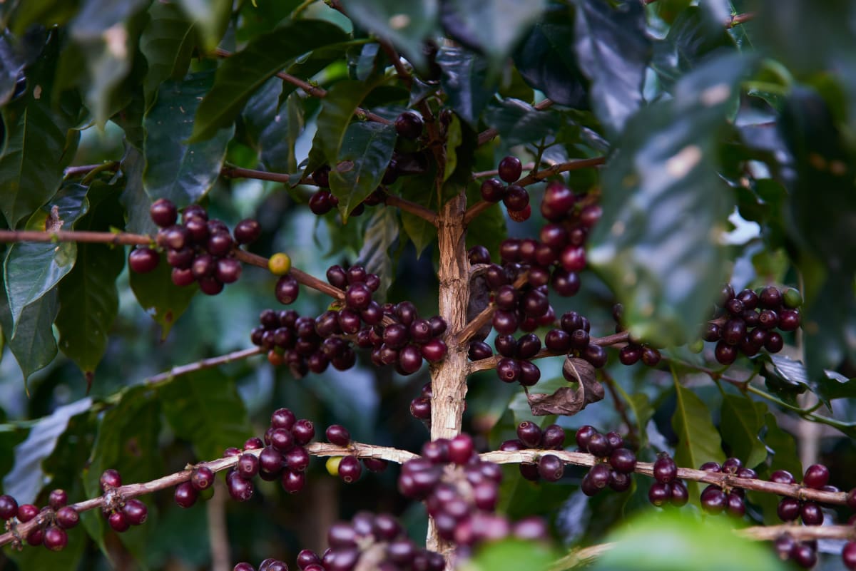 Redhawk Coffee Roasters Coffee berries on tree in coffee farm Fair Trade