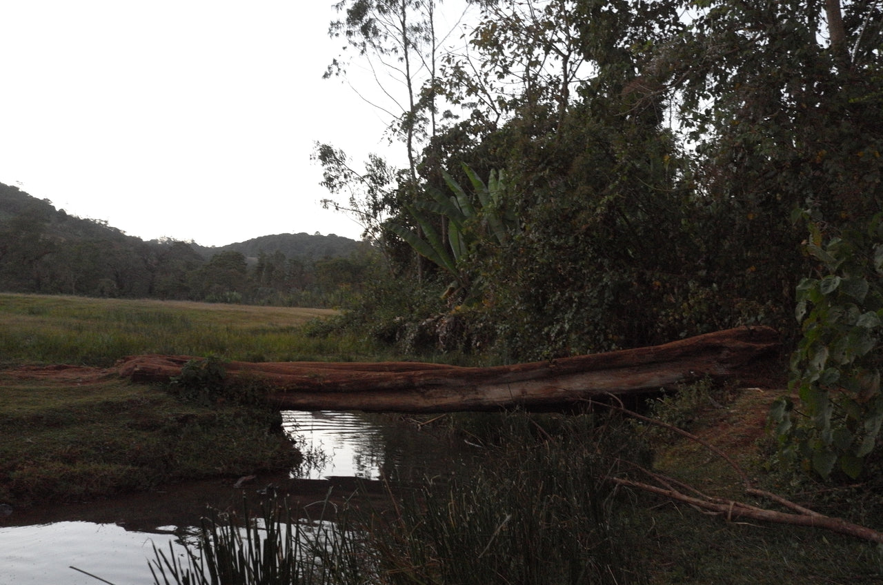 Cafe imports coffee farm with fuzzy log lovely landscape for Redhawk Coffee Roasters