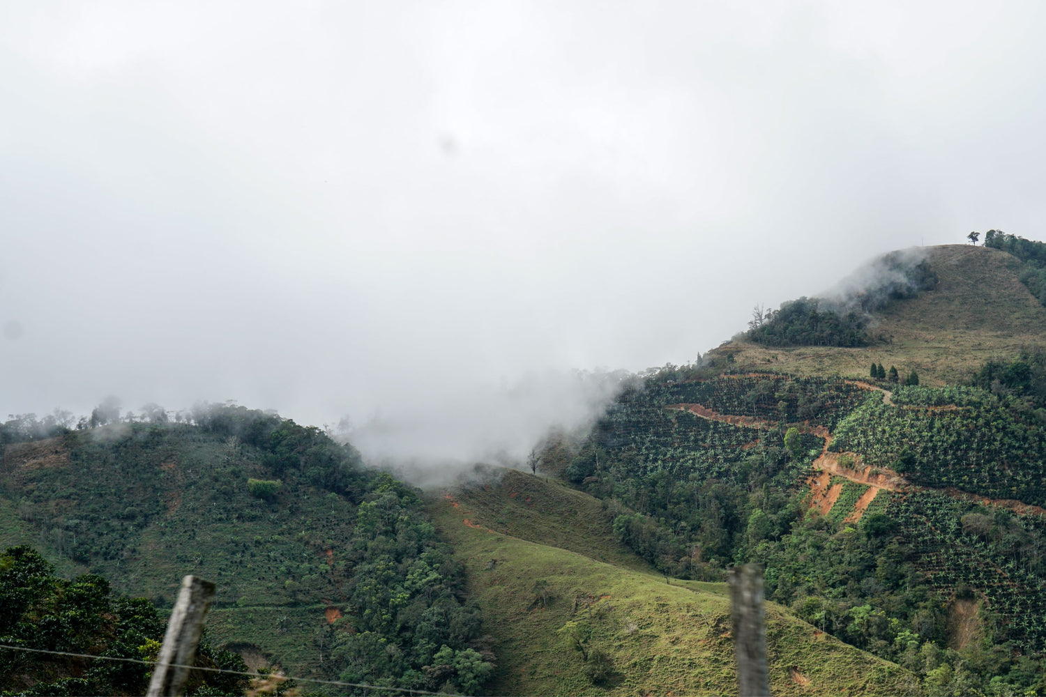 Cafe imports coffee farm with clouds in Costa Rica.