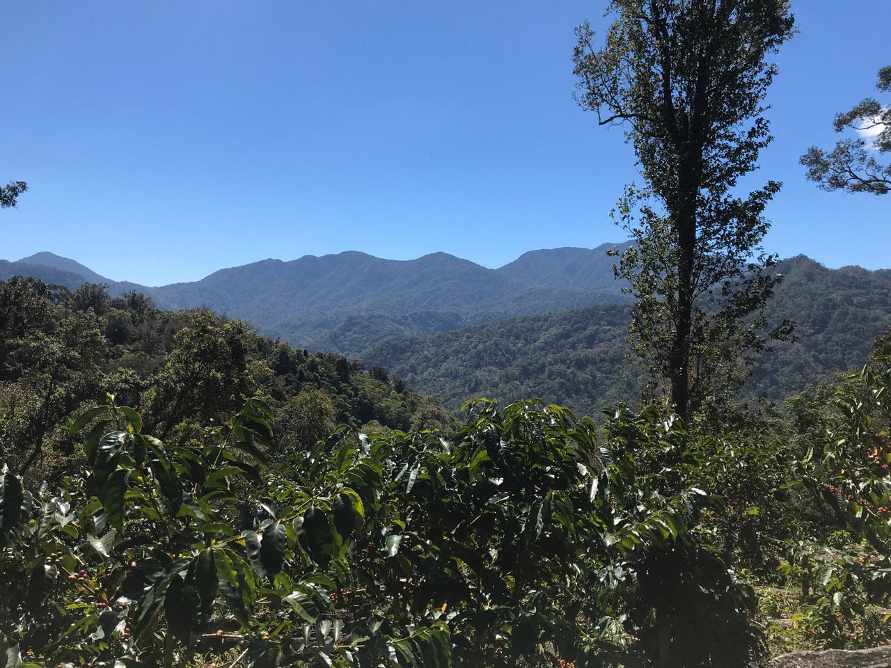 Redhawk Coffee Roasters Coffee farm photo with mountains and beautiful landscape