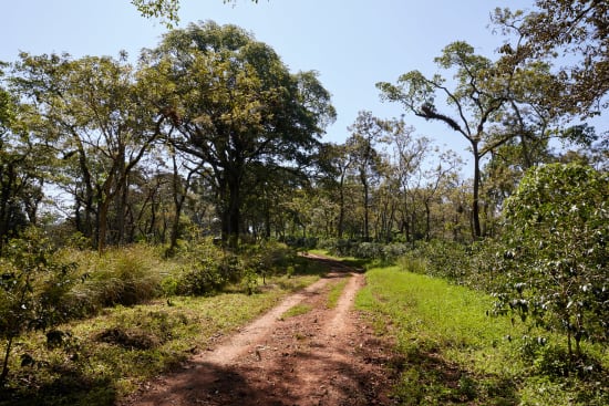 Ethiopia Tega and Tula Farm Zingaj Sublot