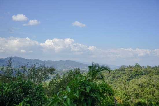 Ethiopia Tega and Tula Farm Zingaj Sublot