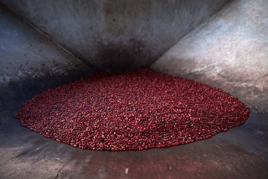 Ethiopia Tega and Tula Farm Zingaj Sublot