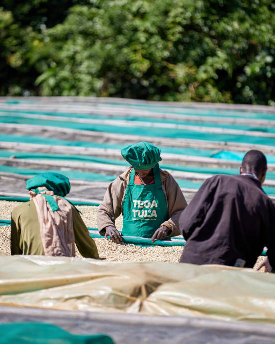 Ethiopia Tega and Tula Farm Zingaj Sublot