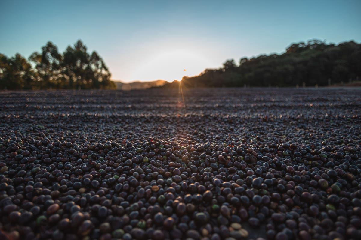 Redhawk Coffee Roasters Coffee Berries drying during sunset at organic coffee farm.
